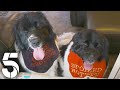 Meet Rowdy Newfoundlands Nicknamed The Kray Twins Dogs Behaving Very Badly Channel 5