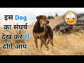 A Dog's Way Home (2019) Movie Explained In Hindi | Hollywood Explained In Hindi | Movie Explaination