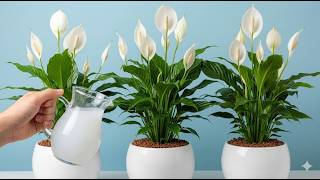Just One Glass Makes Any Plant Explode With Growth & Flowers