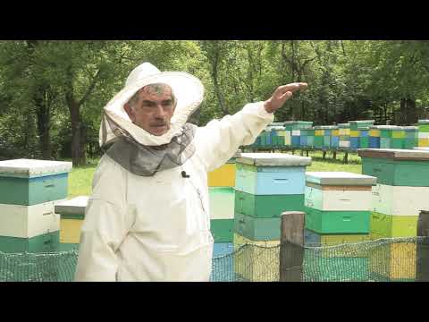 Boja meda ep.67 18.06.2019. - Kranjska ili siva pčela, tretmani protiv varoe...
