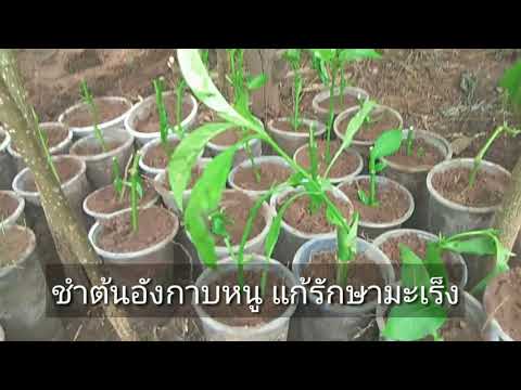 ยาโป๊ทางเพศ ความอ่อนแอและอาการ 1