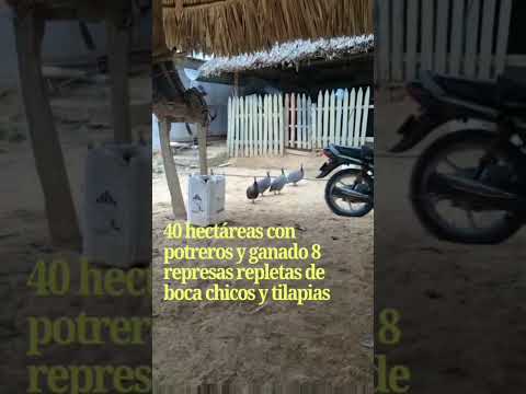 SE VENDE HERMOSA FINCA DE 40 HTAS EN MOÑITOS CORDOBA PARA MAS INFO 3116069096