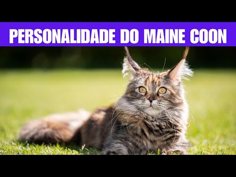 Qual é a personalidade do gato Maine Coon?