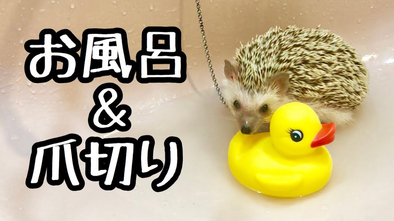 ドキッ！スリルだらけの爪切り大会！こねこも出るよ！