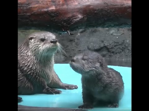 Otter v. Water