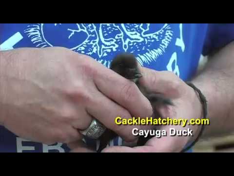 , title : 'Cayuga Duck Breed - Baby Ducklings | Cackle Hatchery'