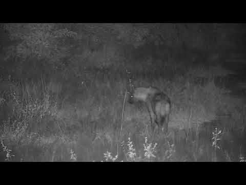 Djuma: Lone Hyena walking up road (known as June/left floppy ear) - 03:45 - 04/23/21