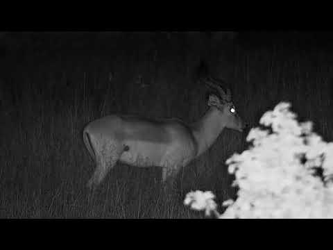 Djuma: Lone Impala ram - 18:32 - 05/04/2022