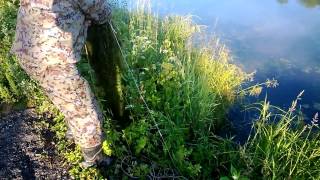 Рыбалка на карася в водорослях