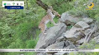 Եվրասիական լուսանը՝ Հայաստանի անտառներում