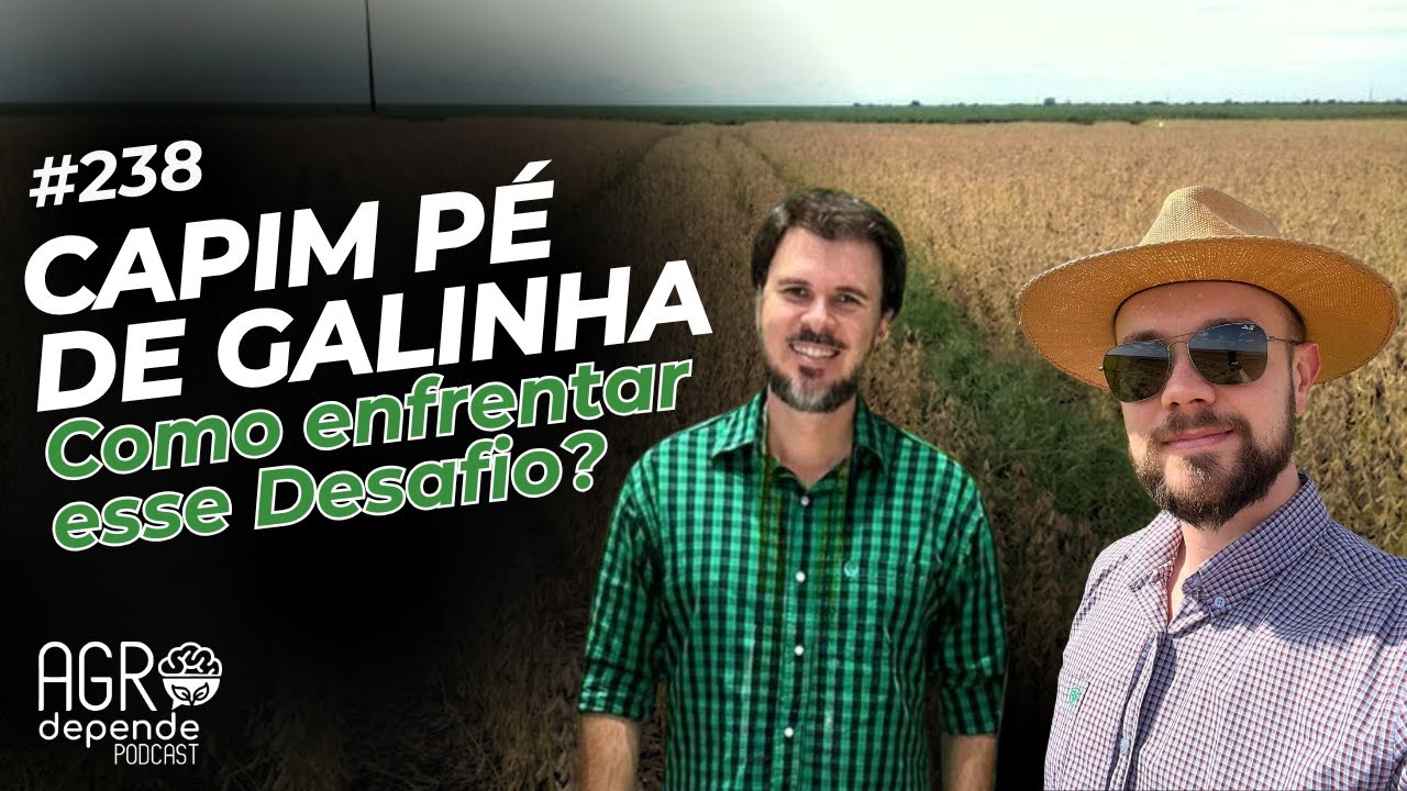 Capim Pé-de-Galinha – Como Enfrentar Esse Desafio? (AD238)