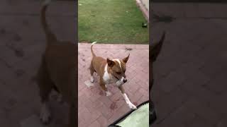 Video preview image #1 Red Heeler-Unknown Mix Puppy For Sale in Chandler, AZ, USA