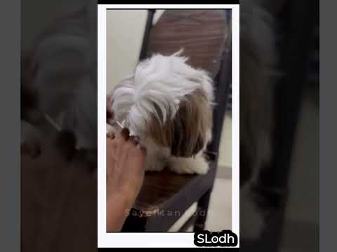 Oscars First Grooming Session with us | Dog Grooming 9774947714  #dog #dogtraining #dogs #doglover