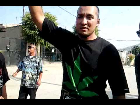 CINIKO LOKOTE CON C-KAN & ZIMPLE