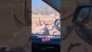 車の中まで来る鹿…アメリカのサファリ近すぎ！
