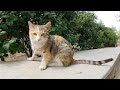 Incredibly Cute Kitten With Sweet Meows For Food