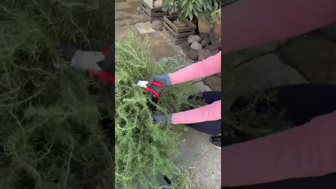 ローズマリーの剪定しました