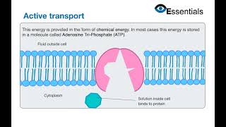 Essentials Video Animation - Active Transport