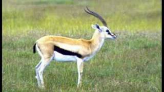 Helge Schneider - Die Gazelle