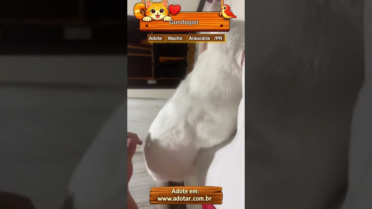 Gato raça SRD-ViraLata idade 2 anos nome Gundogan 