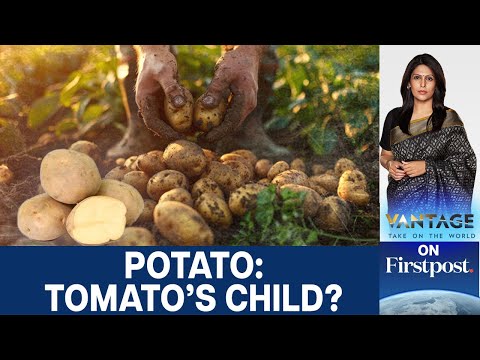 Potatoes Evolved from Tomatoes? Scientists Uncover 9 Million-Year-Old Secret | Vantage