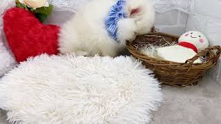 ポメラニアンの動画01