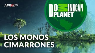 Los Monos Cimarrones [Dominican Planet] | Antinoti