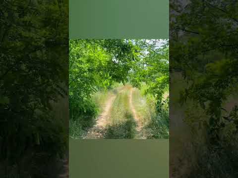 Kistarcsa-Kerepes határban csámborogva 2023.07.15