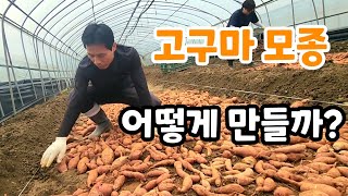 맛있는 고구마! 모종은 어떻게 만들지? 단자미.꿀고구마 모종