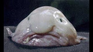 THE TEST 98% Of People Fail