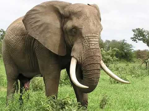 odgłosy słonia