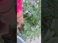 Coffee Powder Fertilizer Fertilizer Shivaleelaherur Garden Gardening Ytshorts Shortvideo