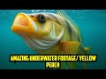 Video Thumbnail for Amazing underwater footage of Yellow Perch