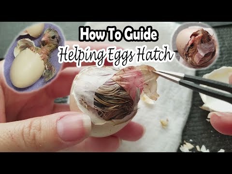 , title : 'Helping Eggs Hatch | How To Save the Chick'