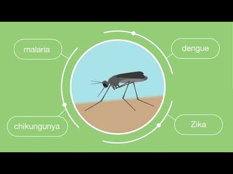 SumiLarv 2MR Video