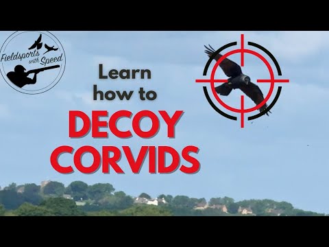 HOW I SHOOT CROWS | RED LETTER DAY | CROW SHOOTING | LOTS OF BIRDS!!