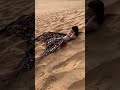 Desert View Rajasthan Photoshoot 2021 Behind The Scene FAM
