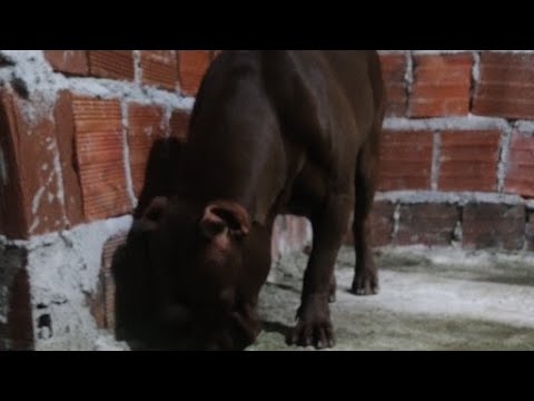 PITBULL MONSTER NUWAN #lekthebestkennel