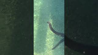 Download lagu electric eels in queens town New Zealand mp3