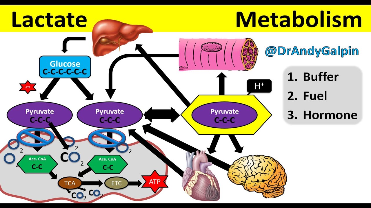 What Lactate is & What it ACTUALLY does: 25 Min Phys