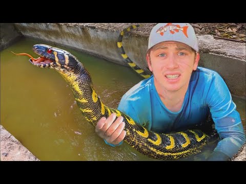 Am descoperit un iaz plin de șerpi periculoși!