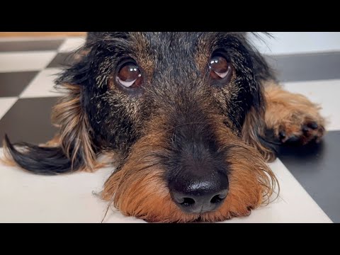 Dachshund Teddy is back home ❤️🐾 #TeddyTheDachshund