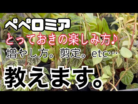ピレア・ペペロミオイデスから挿し木をする方法は？簡単3つの方法！  庭園