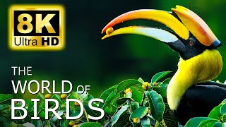 THE WORLD OF BIRDS in 8K ULTRA HD