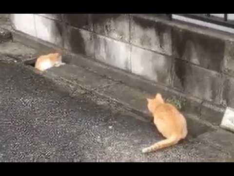 Comedy scene between 2 cats