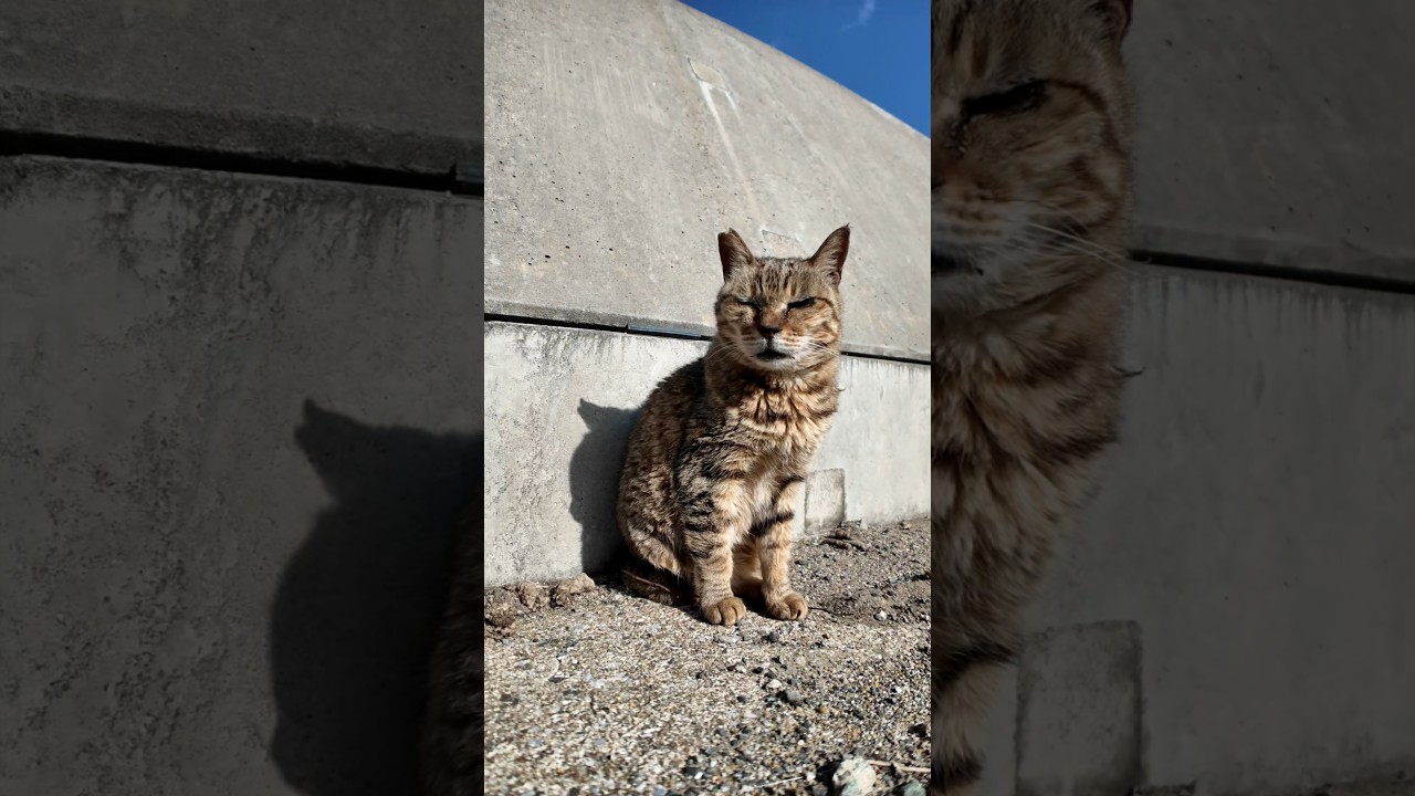 島の猫ちゃん顔を撫でられて喜ぶ