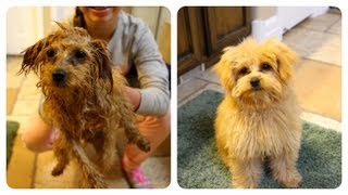 Braidy Bath Night | Puppy Hygiene | Cute Girls Hairstyles