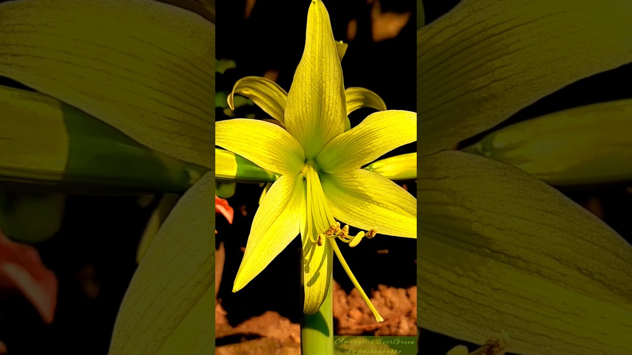 Amaryllis Evergreen