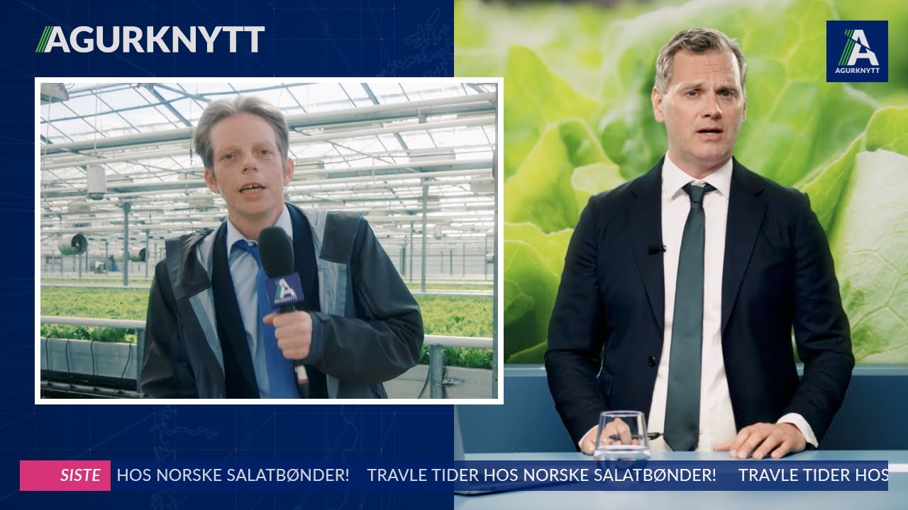 Travle tider hos norske salatbønder