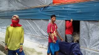 Download lagu Panen ayam|umur 30 hari|bw 1.8-2.0 mp3 Download lagu Panen ayam|umur 30 hari|bw 1.8-2.0 mp3